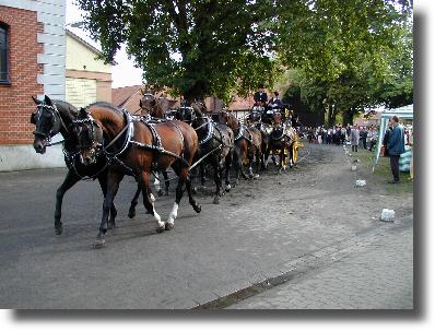 8-Spänner Kutsche auf der Hengstparade in Celle